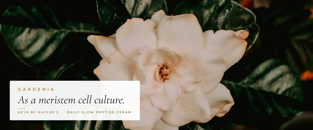 A white gardenia bloom with the words As a meristem cell culture, for KEYA Daily Glow Peptide Cream