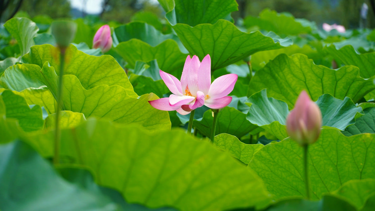 A pink lotus flower opening among bright green lotus leaves