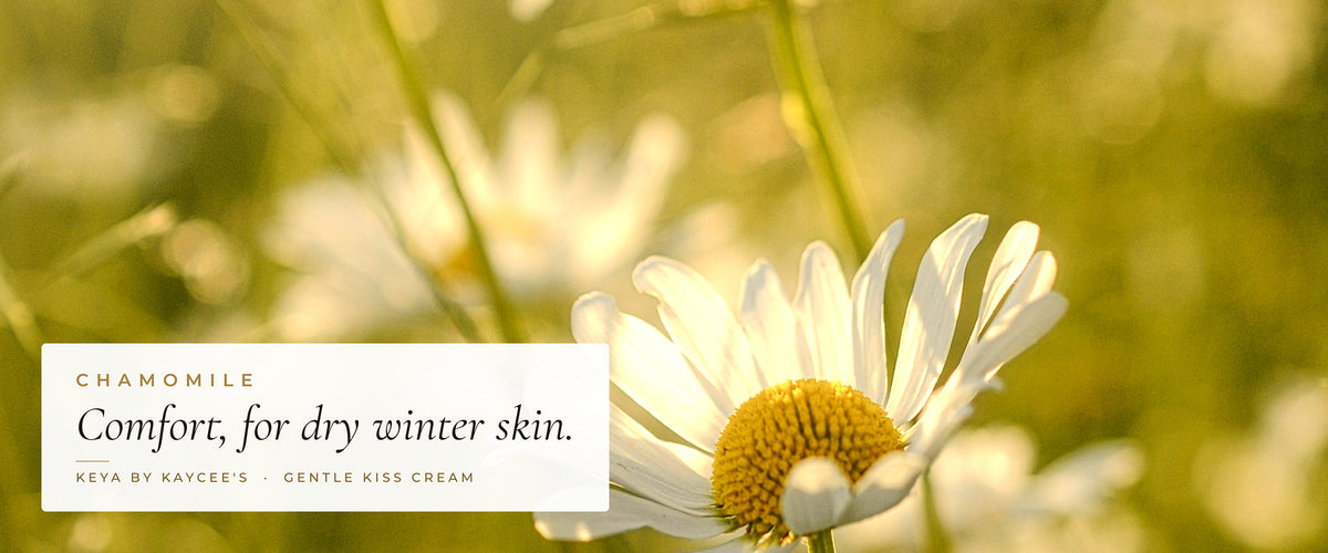 White chamomile flowers in sunlight with the words Comfort, for dry winter skin, for KEYA Gentle Kiss Cream