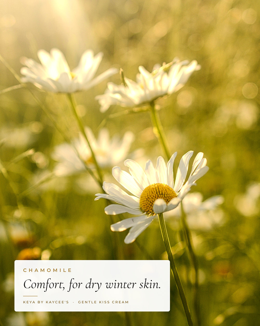White chamomile flowers in sunlight with the words Comfort, for dry winter skin, for KEYA Gentle Kiss Cream
