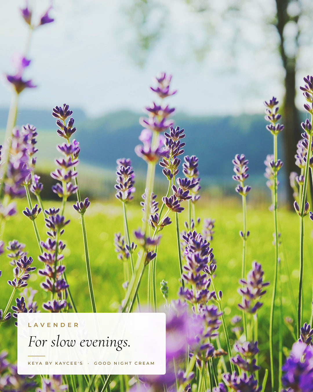 Purple lavender growing in a meadow with the words For slow evenings, for KEYA Good Night Cream