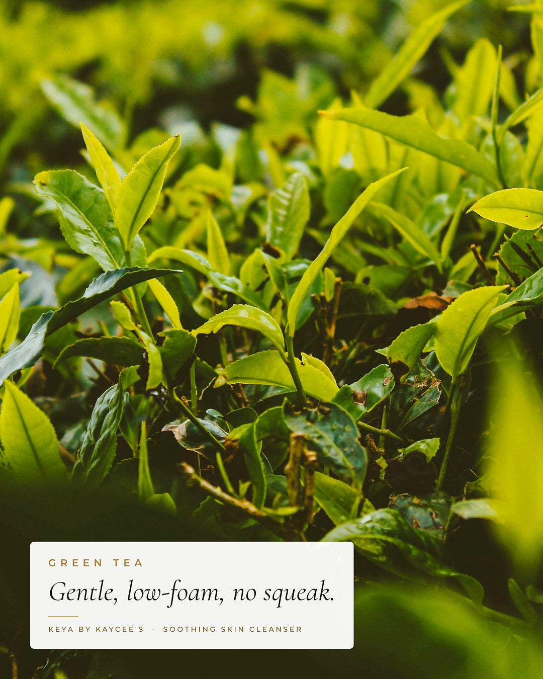 Green tea bushes in sunlight with the words Gentle, low-foam, no squeak, for KEYA Soothing Skin Cleanser