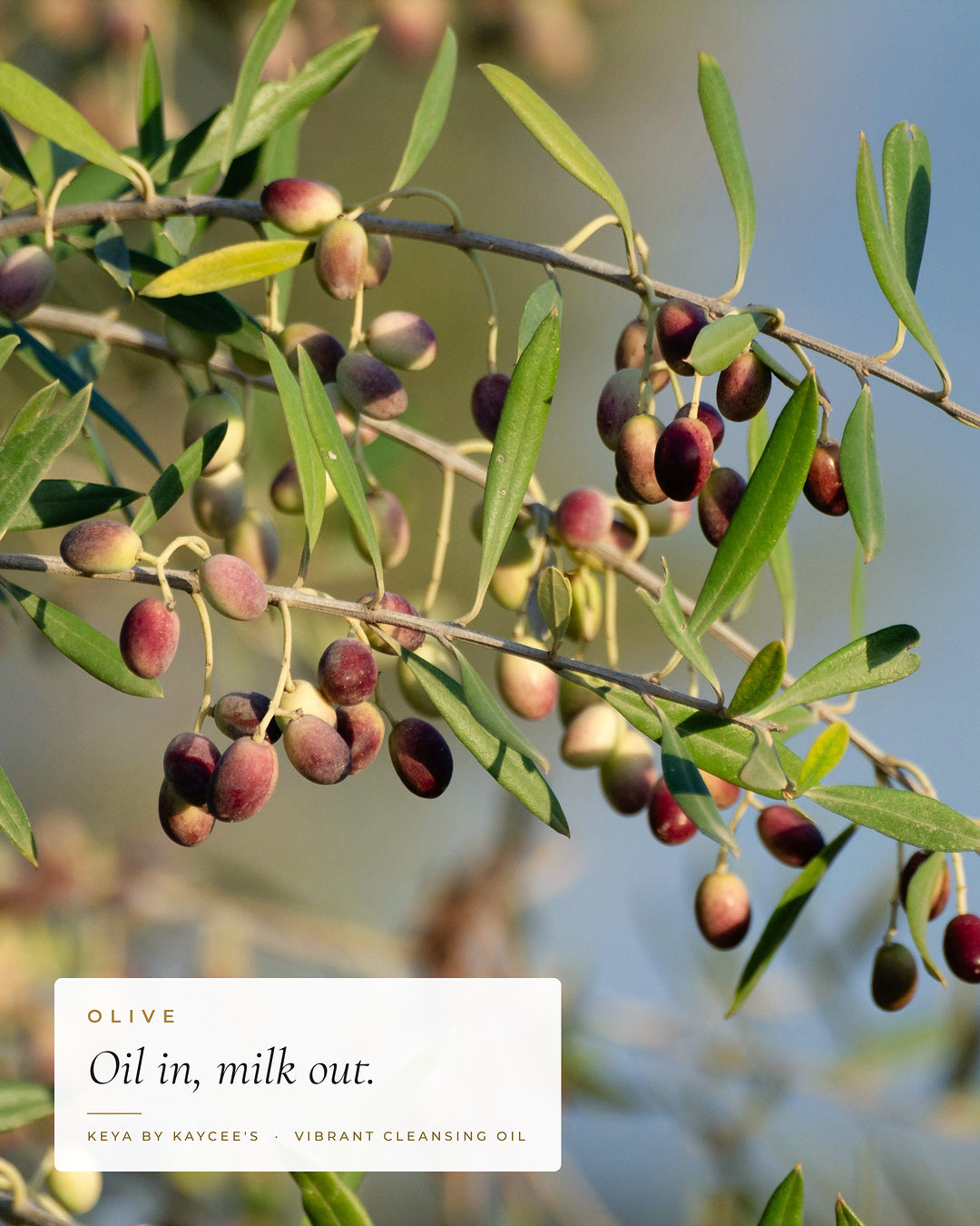 Ripening olives on the branch with the words Oil in, milk out, for KEYA Vibrant Cleansing Oil