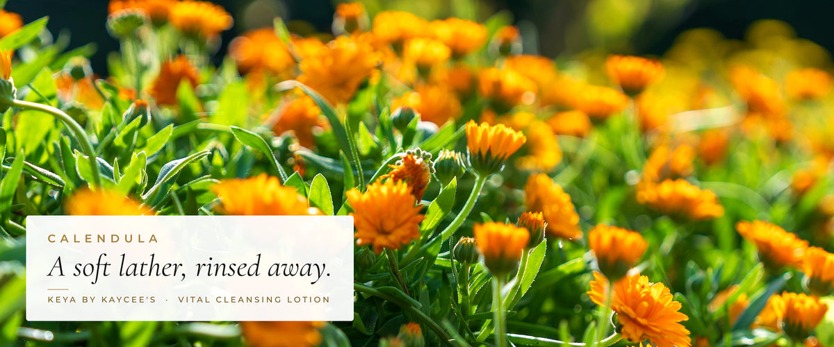 Orange calendula flowers in a garden with the words A soft lather, rinsed away, for KEYA Vital Cleansing Lotion
