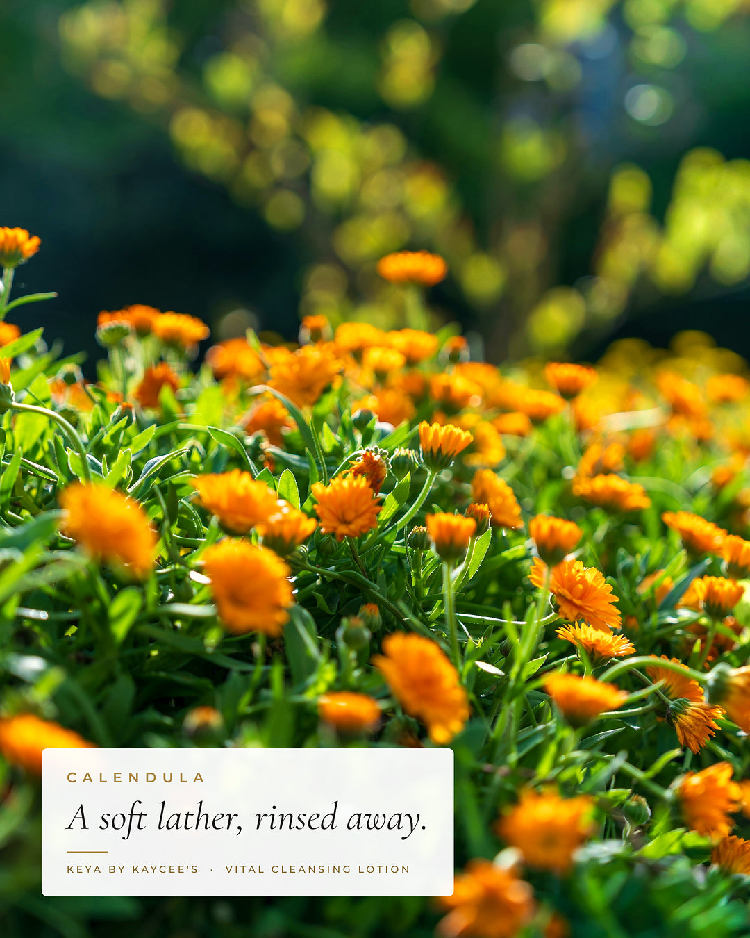 Orange calendula flowers in a garden with the words A soft lather, rinsed away, for KEYA Vital Cleansing Lotion