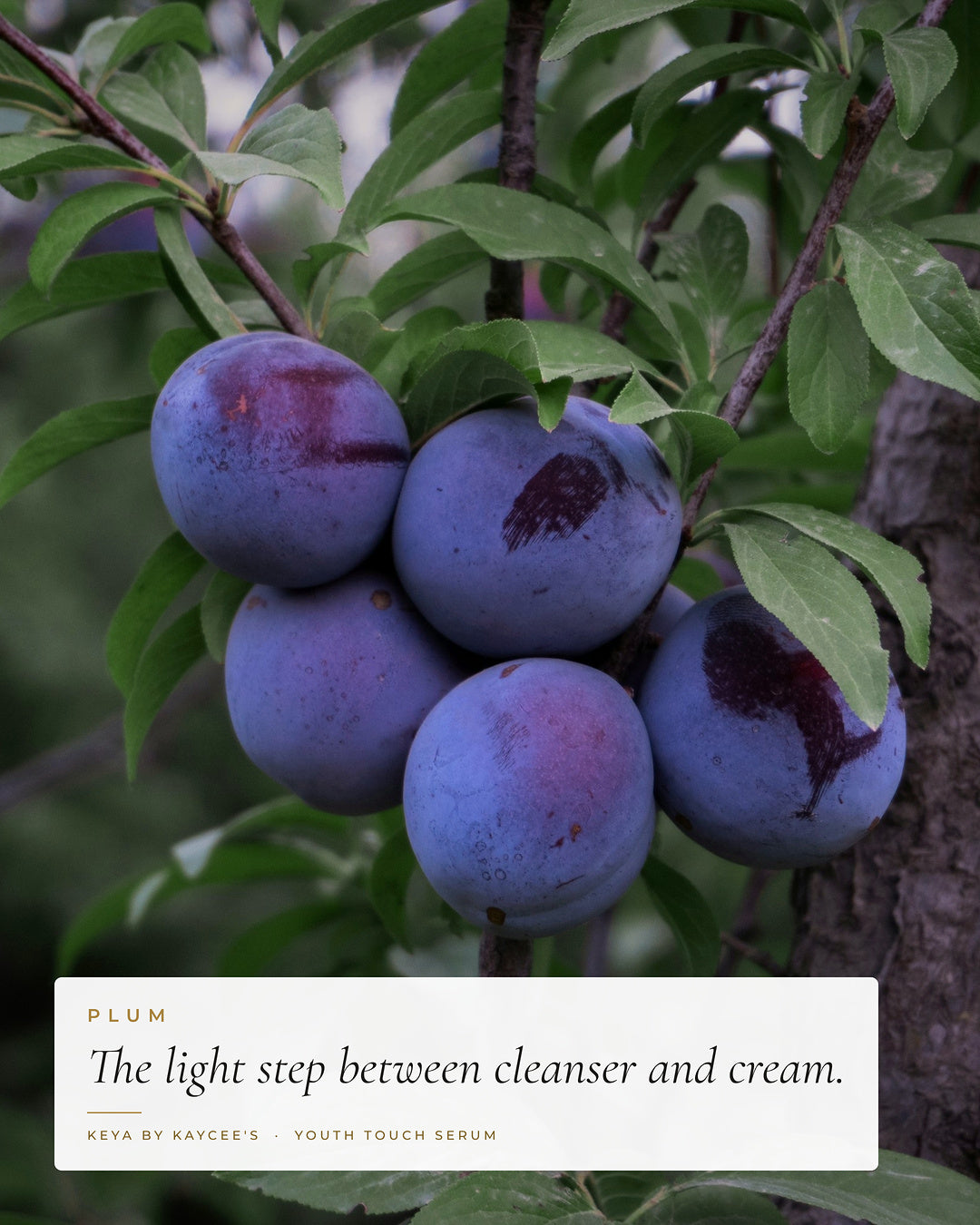 Ripe plums on the branch with the words The light step between cleanser and cream, for KEYA Youth Touch Serum