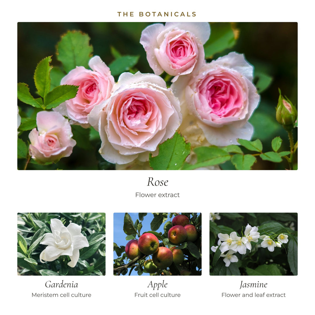 The botanicals in Daily Glow Peptide Cream: rose, gardenia cell culture, apple cell culture and jasmine