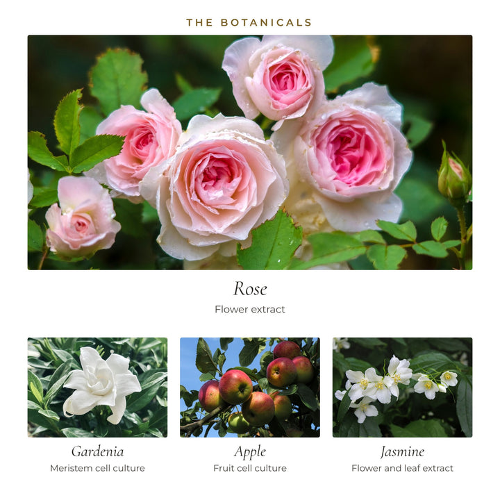 The botanicals in Daily Glow Peptide Cream: rose, gardenia cell culture, apple cell culture and jasmine
