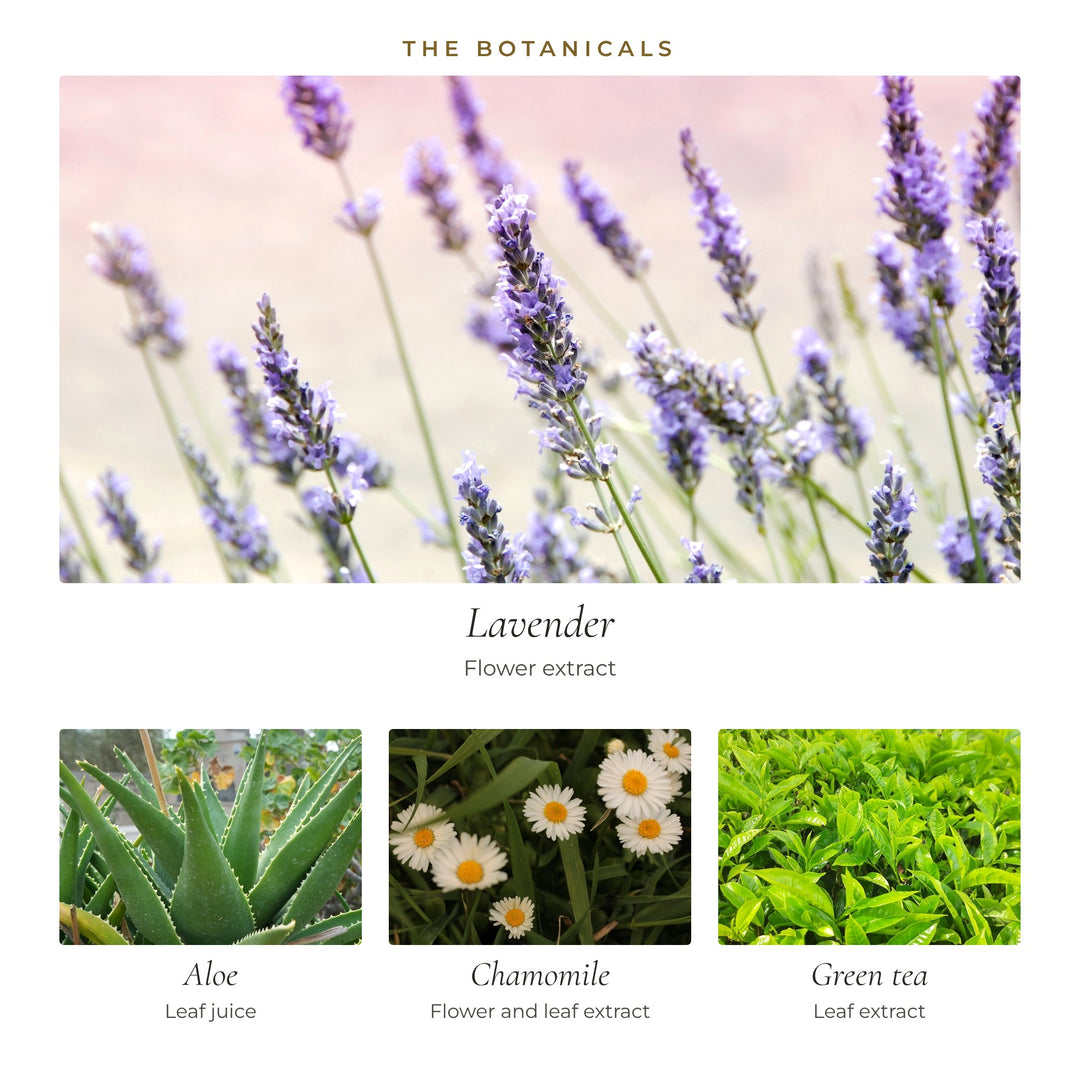 The botanicals in Good Night Cream: lavender flower, aloe leaf juice, chamomile and green tea leaf