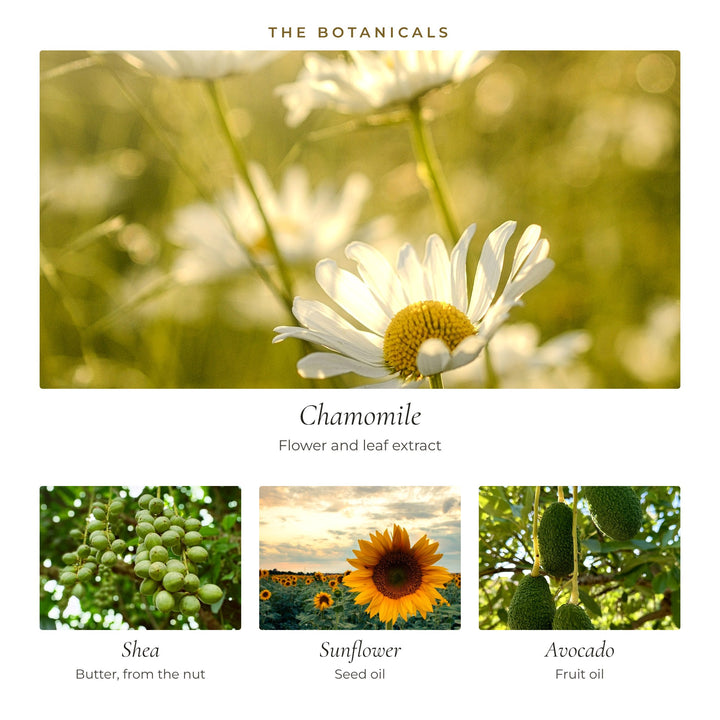 The botanicals in Gentle Kiss Cream: chamomile flower and leaf extract, shea butter, sunflower seed oil and avocado oil