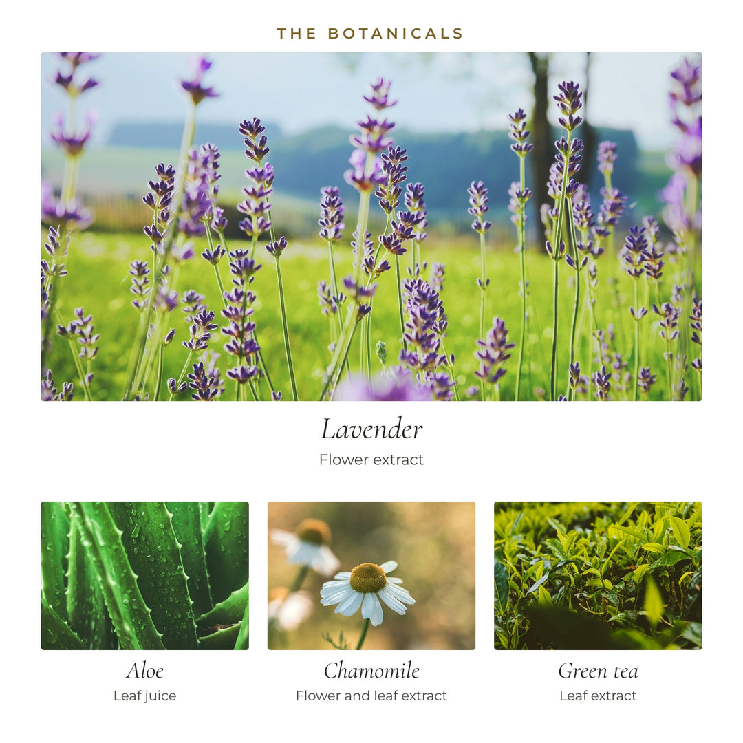 The botanicals in Good Night Cream: lavender flower, aloe leaf juice, chamomile and green tea leaf extracts