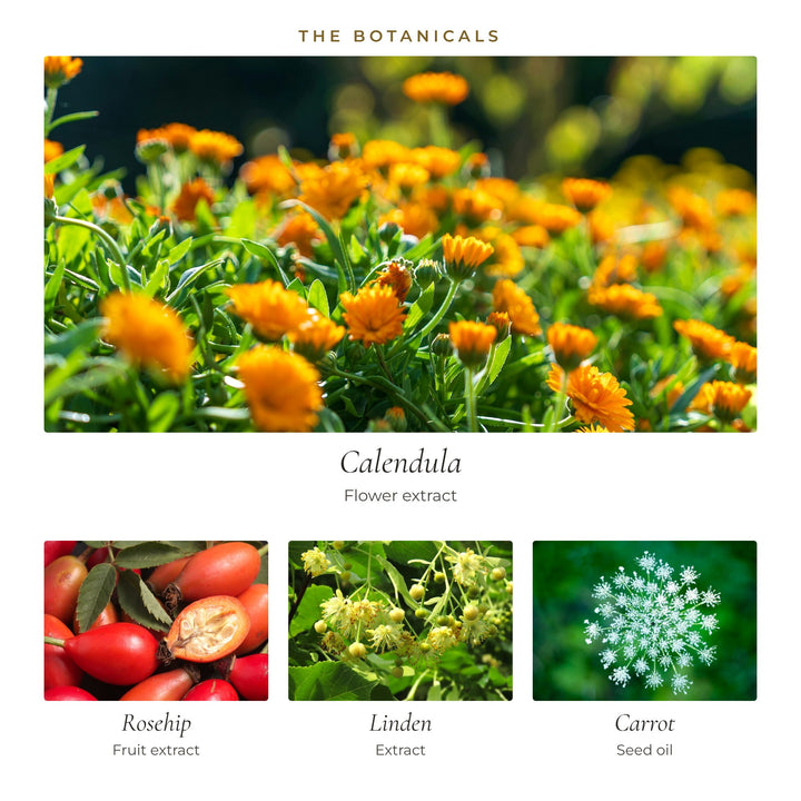 The botanicals in Vital Cleansing Lotion: calendula flower, rosehip fruit, linden and carrot seed